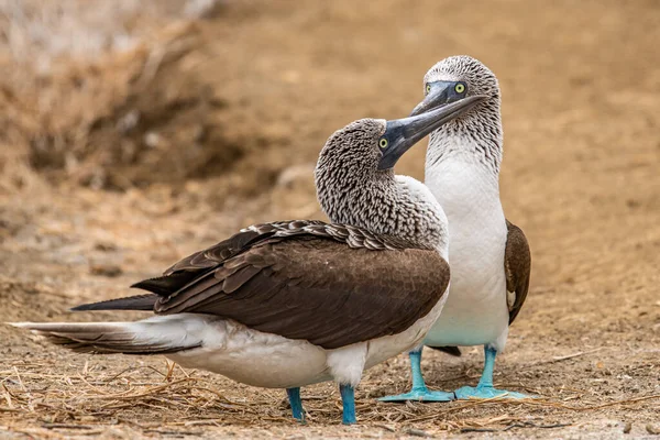 Blauwvoetbooby Sula Nebouxii Isla Plata Ecuador — Stockfoto