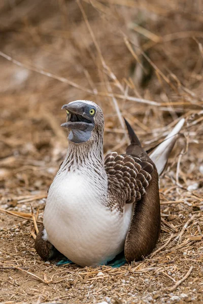 Mavi ayaklı Booby (sula nebouxii) Ekvador 'daki Isla de la Plata' da