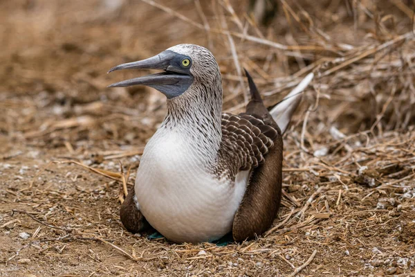Mavi ayaklı Booby (sula nebouxii) Ekvador 'daki Isla de la Plata' da