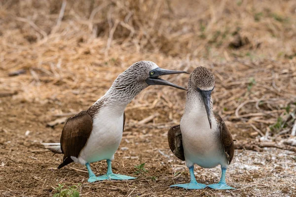 Mavi ayaklı Booby (sula nebouxii) Ekvador 'daki Isla de la Plata' da