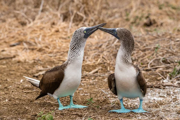 Mavi ayaklı Booby (sula nebouxii) Ekvador 'daki Isla de la Plata' da