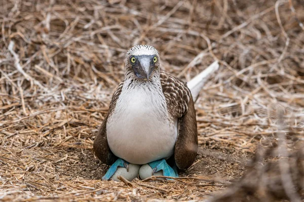 Mavi ayaklı Booby (sula nebouxii) Ekvador 'daki Isla de la Plata' da