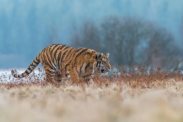 Сибірський Тигр Бігає Снігу Чудова Динамічна Потужна Фотографія Цієї Величної — стокове фото