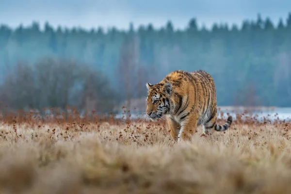 Tigre Siberiano Corriendo Nieve Hermosa Dinámica Poderosa Foto Este Majestuoso — Foto de Stock