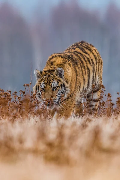 Sibirischer Tiger Läuft Schnee Wunderschönes Dynamisches Und Kraftvolles Foto Dieses — Stockfoto