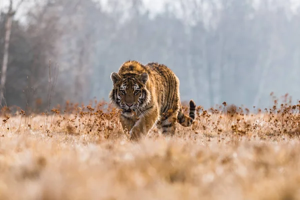 Tigre Siberiano Correndo Neve Foto Bonita Dinâmica Poderosa Deste Animal — Fotografia de Stock