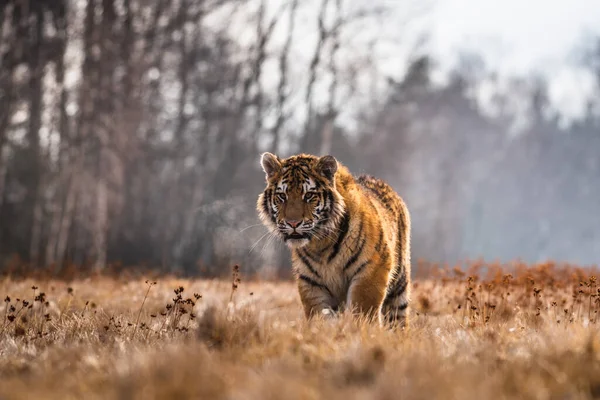 Karda koşan Sibirya Kaplanı. Bu görkemli hayvanın güzel, dinamik ve güçlü fotoğrafı. Bu inanılmaz hayvan için tipik bir ortam. Ağaçlar ve çayırlar