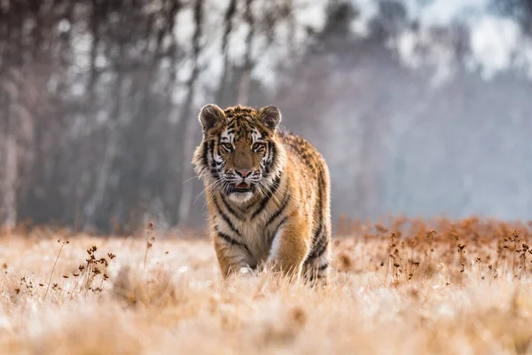 Siberian Tiger Running Snow Beautiful Dynamic Powerful Photo Majestic Animal — Stock Photo, Image