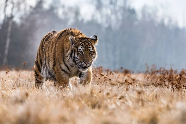 Karda koşan Sibirya Kaplanı. Bu görkemli hayvanın güzel, dinamik ve güçlü fotoğrafı. Bu inanılmaz hayvan için tipik bir ortam. Ağaçlar ve çayırlar
