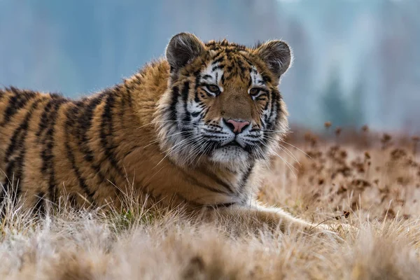 Szibériai Tigris Fut Hóban Gyönyörű Dinamikus Erőteljes Fénykép Erről Fenséges — Stock Fotó