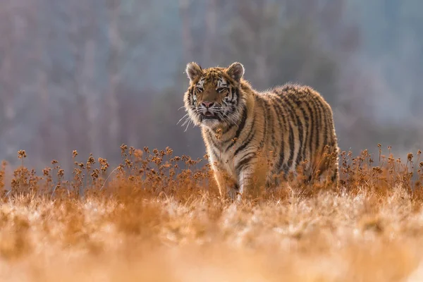 Sibiriska Tigern Springer Snö Vackert Dynamiskt Och Kraftfullt Foto Detta — Stockfoto