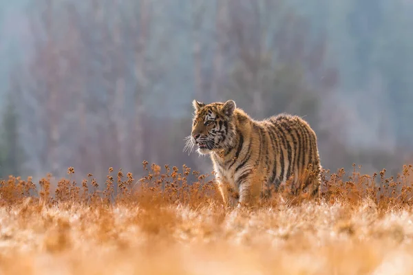 Siberian Tiger Running Snow Beautiful Dynamic Powerful Photo Majestic Animal — Stock Photo, Image