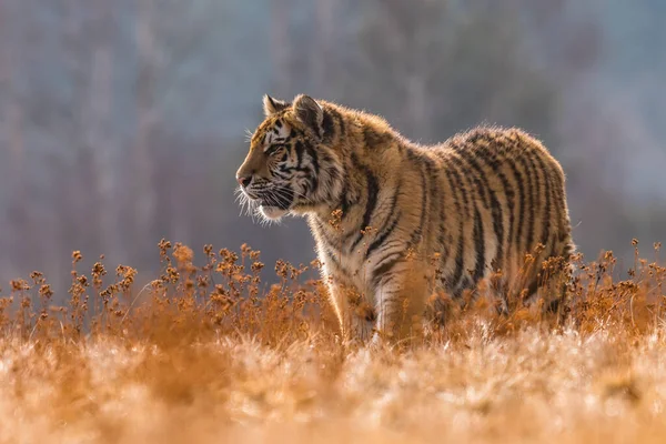 Tigre Sibérie Courant Dans Neige Belle Dynamique Puissante Photo Cet — Photo