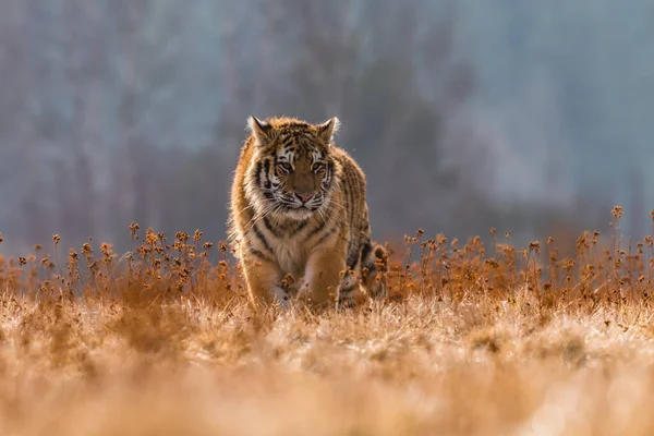 Tigre Siberiano Corriendo Nieve Hermosa Dinámica Poderosa Foto Este Majestuoso — Foto de Stock