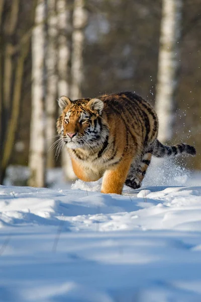 Tigre Siberiano Correndo Neve Foto Bonita Dinâmica Poderosa Deste Animal — Fotografia de Stock