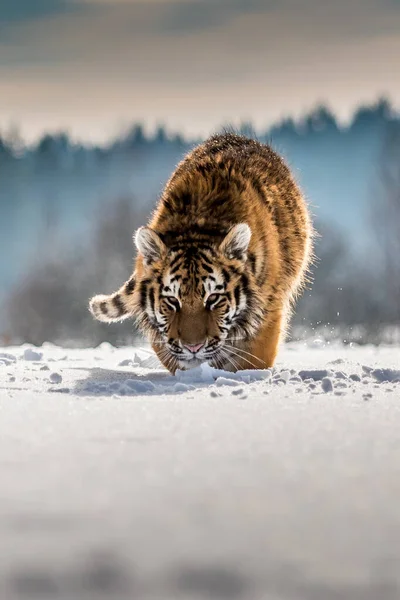 Tigre Siberiana Che Corre Nella Neve Bella Dinamica Potente Foto — Foto Stock