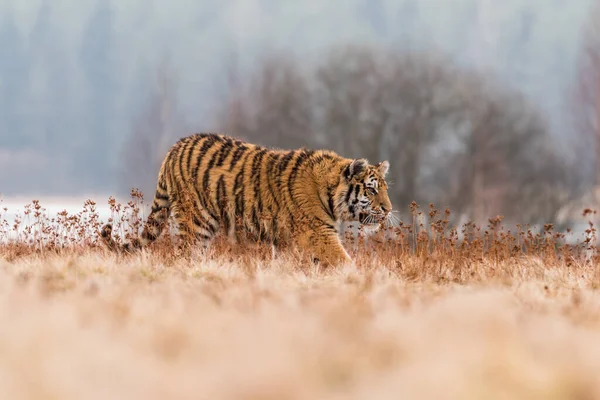 Karda koşan Sibirya Kaplanı. Bu görkemli hayvanın güzel, dinamik ve güçlü fotoğrafı. Bu inanılmaz hayvan için tipik bir ortam. Ağaçlar ve çayırlar