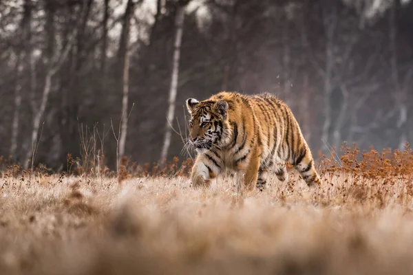 Tigre Siberiano Corriendo Nieve Hermosa Dinámica Poderosa Foto Este Majestuoso — Foto de Stock