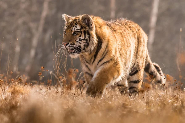 Tigre Siberiano Corriendo Nieve Hermosa Dinámica Poderosa Foto Este Majestuoso — Foto de Stock