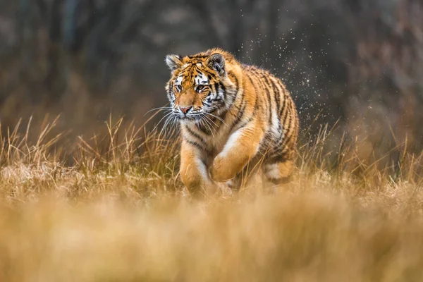 Tigre Siberiano Corriendo Nieve Hermosa Dinámica Poderosa Foto Este Majestuoso — Foto de Stock