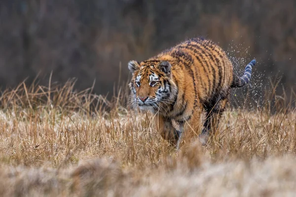 Tygrys Syberyjski Biegający Śniegu Piękne Dynamiczne Silne Zdjęcie Tego Majestatycznego — Zdjęcie stockowe