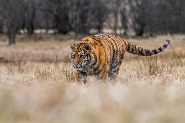 Tigre Siberiano Corriendo Hermosa Dinámica Poderosa Foto Este Majestuoso Animal — Foto de Stock