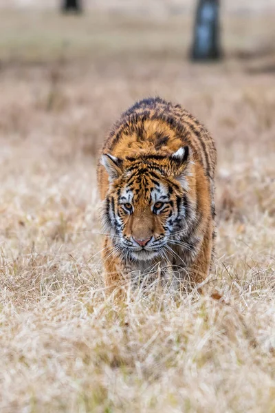 Siberische Tijger Vlucht Mooie Dynamische Krachtige Foto Van Dit Majestueuze — Stockfoto