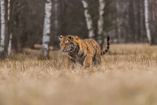 Tigre Siberiano Correndo Foto Bonita Dinâmica Poderosa Deste Animal Majestoso — Fotografia de Stock