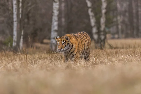 시베리아 호랑이달리기 위풍당당 동물의 아름답고 역동적 사진이다 놀라운 환경에 자리잡고 — 스톡 사진