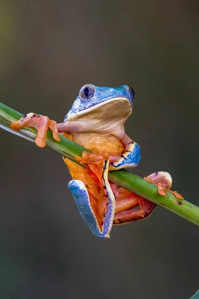 Tree Frog Cruziohyla Phyllomedusa Calcarifer Climbing Branch Tropical Amazon Rain — Stock Photo, Image