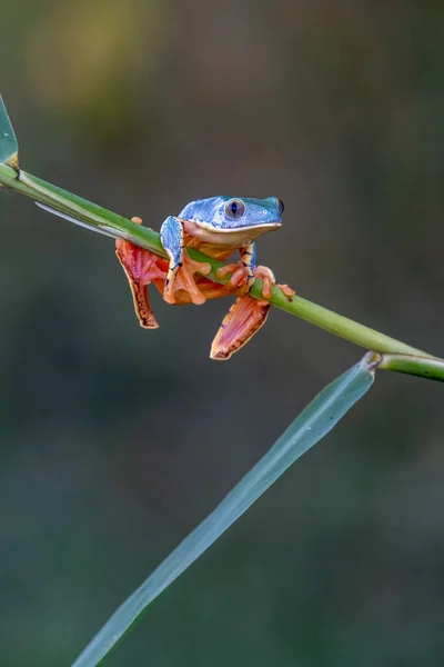 Stromová Žába Cruziohyla Nebo Phyllomedusa Calcarifer Lezení Větev Tropického Amazonského — Stock fotografie