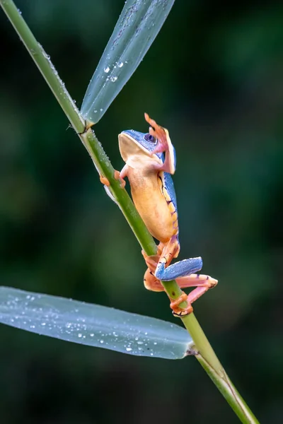 Лягушка Cruziohyla Phyllomedusa Calcarifer Альпинистская Ветвь Тропических Дождевых Лесов Амазонки — стоковое фото