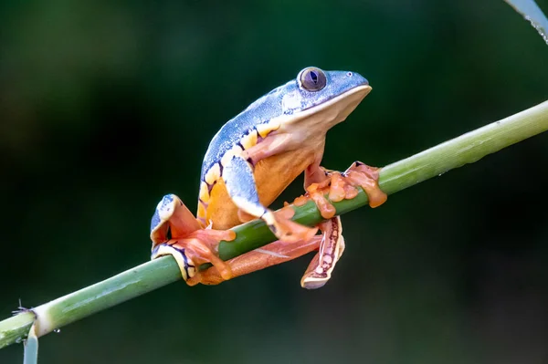 Żaba Drzewna Cruziohyla Lub Phyllomedusa Calcarifer Gałąź Wspinaczkowa Tropikalny Amazoński — Zdjęcie stockowe