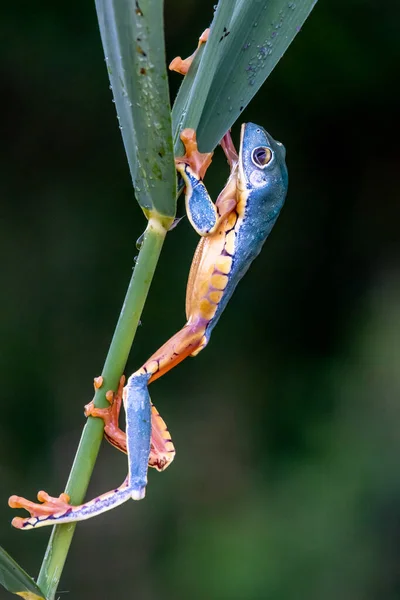 Trädgroda Cruziohyla Eller Phyllomedusa Kalkarifer Klättrande Gren Tropisk Amazonas Regnskog — Stockfoto