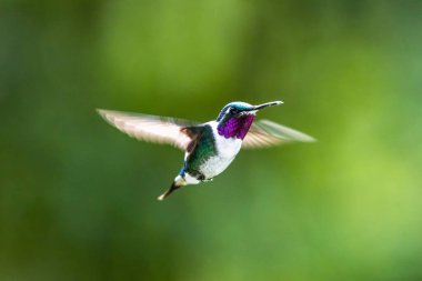 Mavi sinekkuşu Violet Sabrewing güzel kırmızı çiçeğin yanında uçuyor. Teneke kuş ormanda uçar. Kosta Rika 'da vahşi yaşam. Ormanda çiçekten nektar emen iki kuş. Kuş davranışları