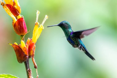 Mavi sinekkuşu Violet Sabrewing güzel kırmızı çiçeğin yanında uçuyor. Teneke kuş ormanda uçar. Kosta Rika 'da vahşi yaşam. Ormanda çiçekten nektar emen iki kuş. Kuş davranışları