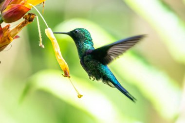 Mavi sinekkuşu Violet Sabrewing güzel kırmızı çiçeğin yanında uçuyor. Teneke kuş ormanda uçar. Kosta Rika 'da vahşi yaşam. Ormanda çiçekten nektar emen iki kuş. Kuş davranışları