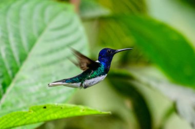 Mavi sinekkuşu Violet Sabrewing güzel kırmızı çiçeğin yanında uçuyor. Teneke kuş ormanda uçar. Kosta Rika 'da vahşi yaşam. Ormanda çiçekten nektar emen iki kuş. Kuş davranışları