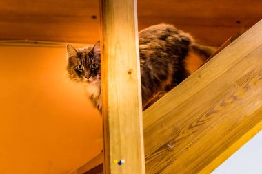 Evcil, tapılası, siyah, gri, Maine Rakunu kedi yavrusu, gün ışığında genç, barışçıl kedi.