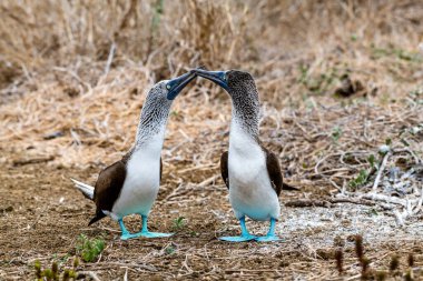Mavi ayaklı Booby (sula nebouxii) Ekvador 'daki Isla de la Plata' da