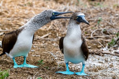 Mavi ayaklı Booby (sula nebouxii) Ekvador 'daki Isla de la Plata' da