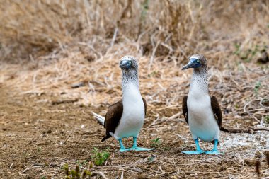 Mavi ayaklı Booby (sula nebouxii) Ekvador 'daki Isla de la Plata' da