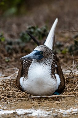 Mavi ayaklı Booby (sula nebouxii) Ekvador 'daki Isla de la Plata' da