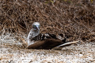 Mavi ayaklı Booby (sula nebouxii) Ekvador 'daki Isla de la Plata' da
