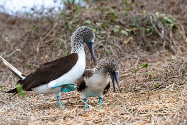 Mavi ayaklı Booby (sula nebouxii) Ekvador 'daki Isla de la Plata' da