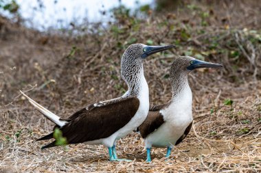 Mavi ayaklı Booby (sula nebouxii) Ekvador 'daki Isla de la Plata' da