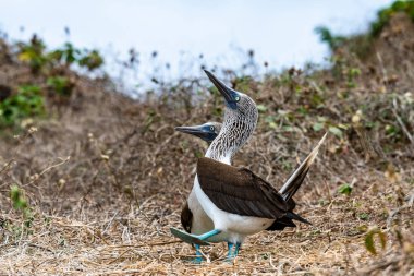 Mavi ayaklı Booby (sula nebouxii) Ekvador 'daki Isla de la Plata' da