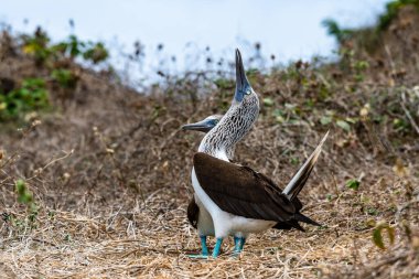Mavi ayaklı Booby (sula nebouxii) Ekvador 'daki Isla de la Plata' da