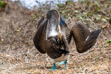 Mavi ayaklı Booby (sula nebouxii) Ekvador 'daki Isla de la Plata' da