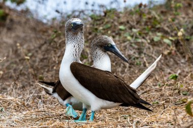 Mavi ayaklı Booby (sula nebouxii) Ekvador 'daki Isla de la Plata' da